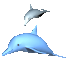a_dolphin_1.gif